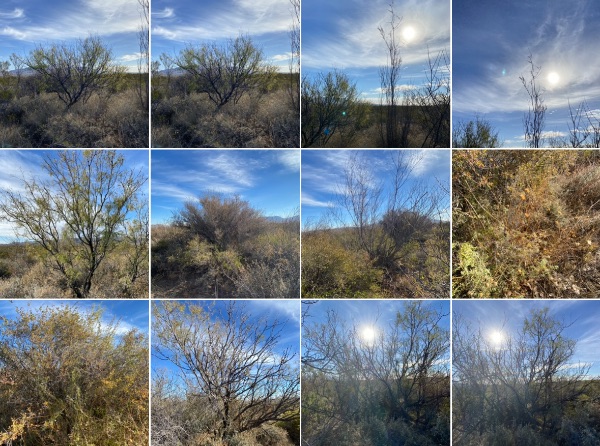 Scenic desert landscape with trees and blue sky at Rancho Danita.