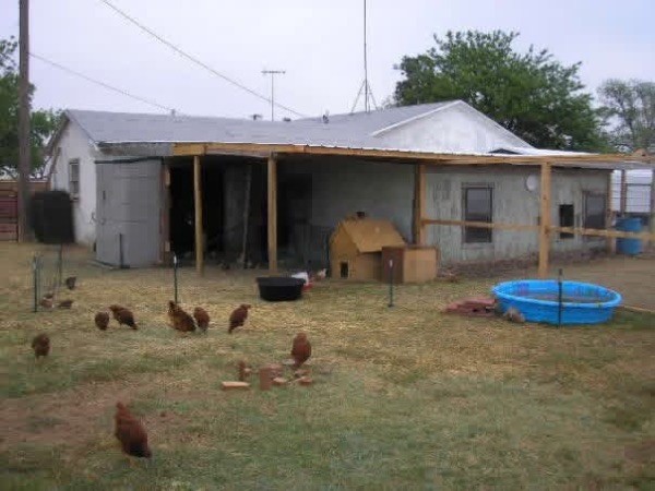 Rural backyard with chickens, small pool, and simple shed structure.