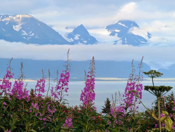Scenic view of snow-capped mountains, lake, and vibrant pink flowers in foreground.