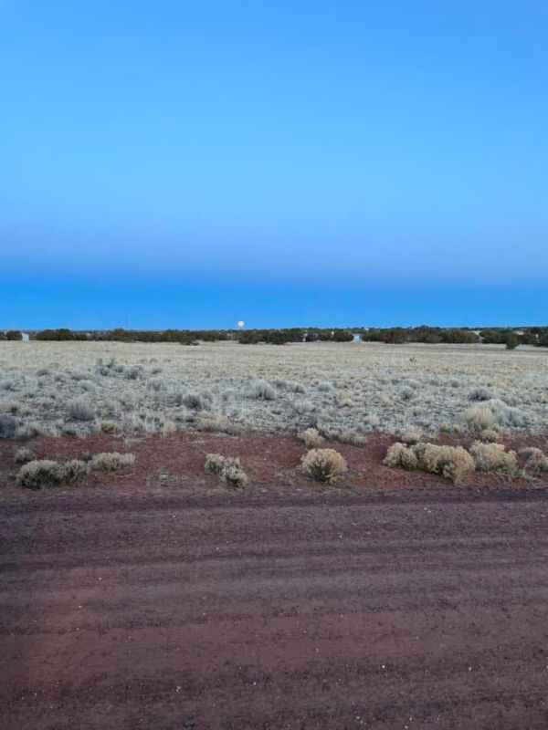 Open landscape with desert plants and a clear blue sky at dusk.