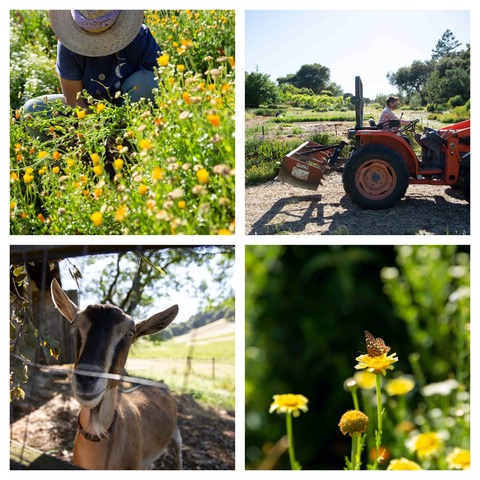 Community farm activities with gardening, tractor work, and animals at Monan's Rill.