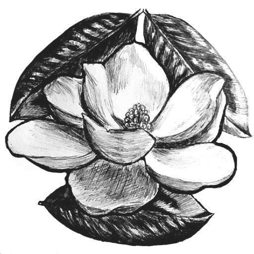 Black and white sketch of a magnolia flower with leaves.