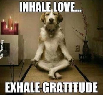 Dog meditating with candles, promoting love and gratitude.