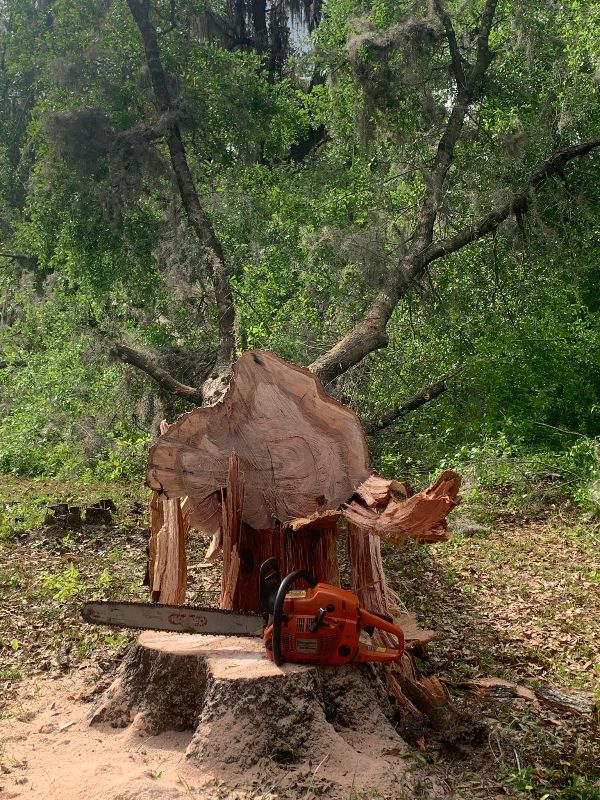 Felled tree with chainsaw in a forest setting for community sustainability.