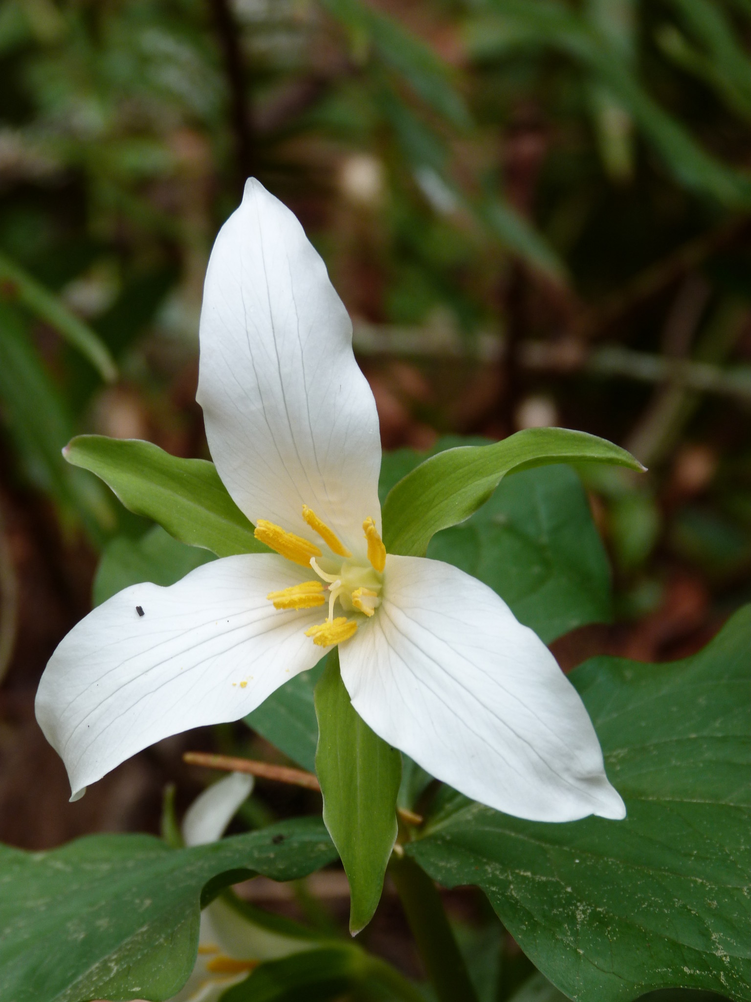 White Trillium flower with green leaves in natural setting.