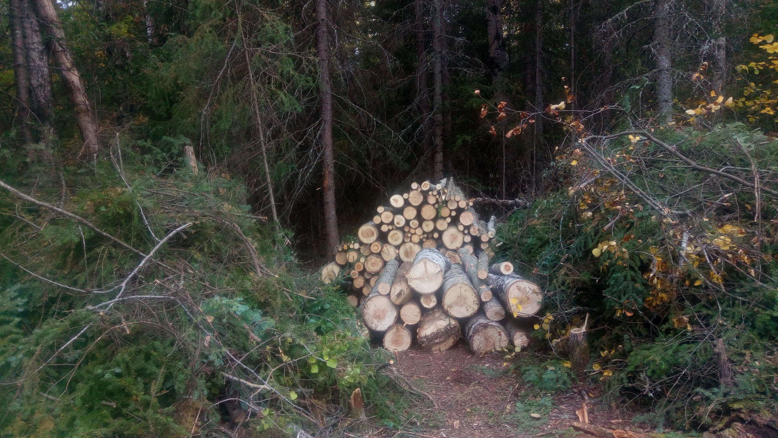 Stacked logs in a forest clearing with trees and greenery around.