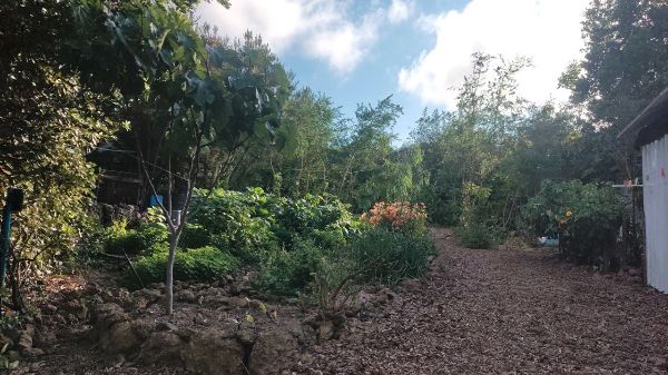 Lush garden with trees, plants, and a dirt path in a rural setting.