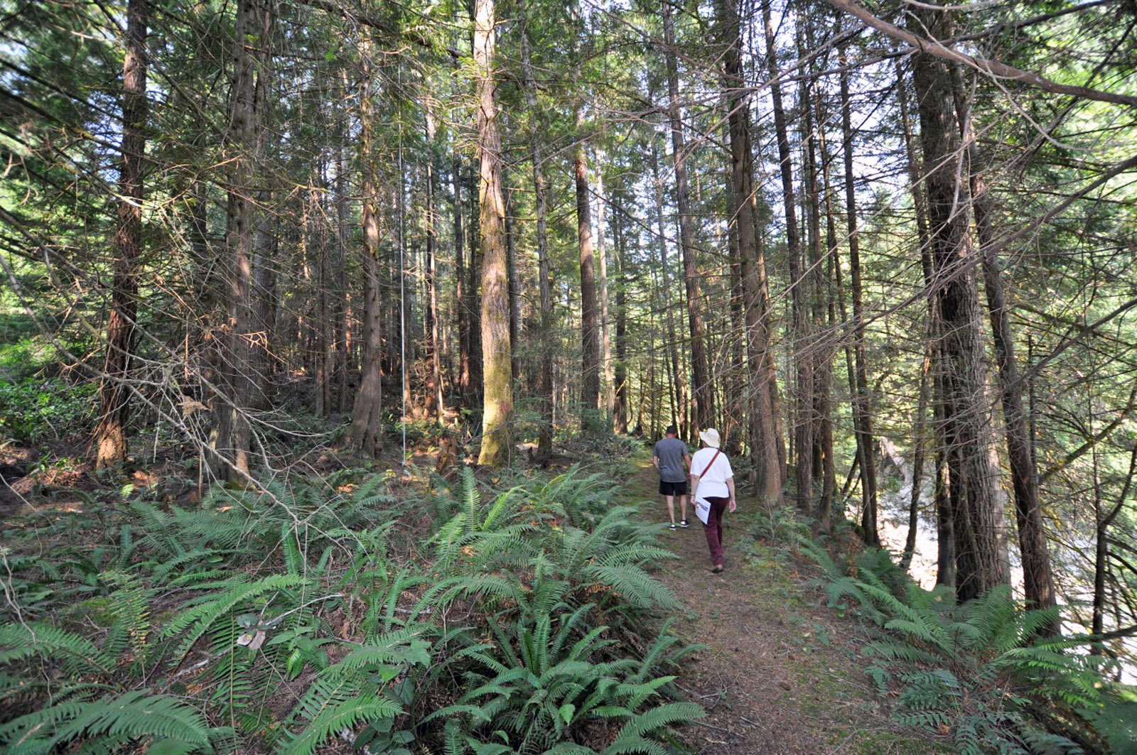People walking on a forest trail surrounded by tall trees and lush greenery.