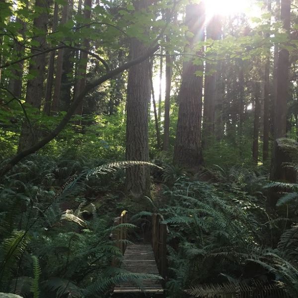 Sunlight filters through a dense forest of tall trees and lush ferns.