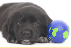 Cute black puppy lying next to a small globe, symbolizing global community and care.