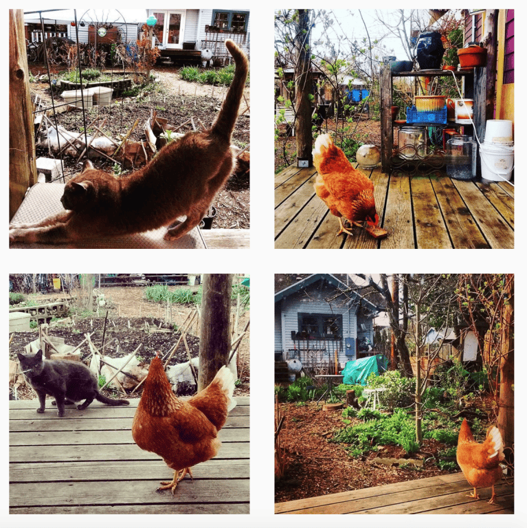 Chickens and cats in a community garden at the Foundation for Intentional Community.