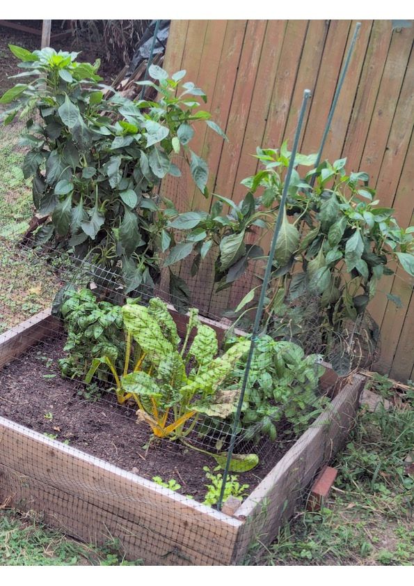 Vegetable garden with leafy greens and pepper plants in a wooden raised bed.