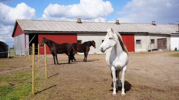 Three horses in a farmyard with a red barn and blue sky.