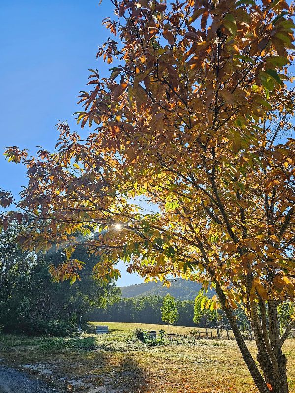 Autumn tree with golden leaves under a clear blue sky at Anam Cara Homestead.