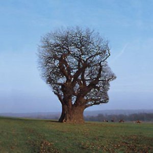 Large leafless tree in a green field under a blue sky.