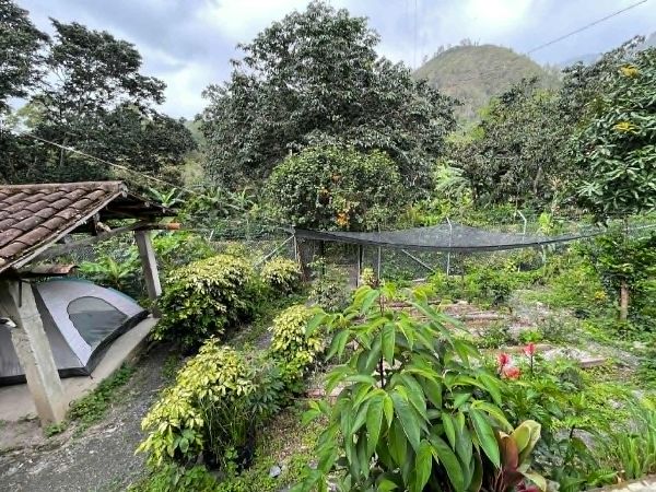 Lush organic garden with diverse plants and trees at Finca Cultura.