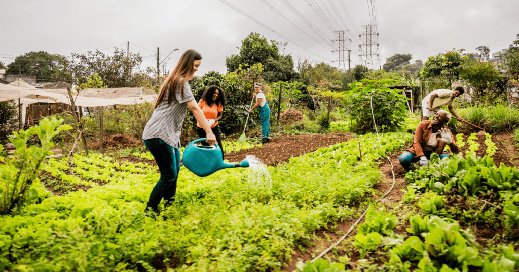 People watering and tending organic vegetable garden at community farm.