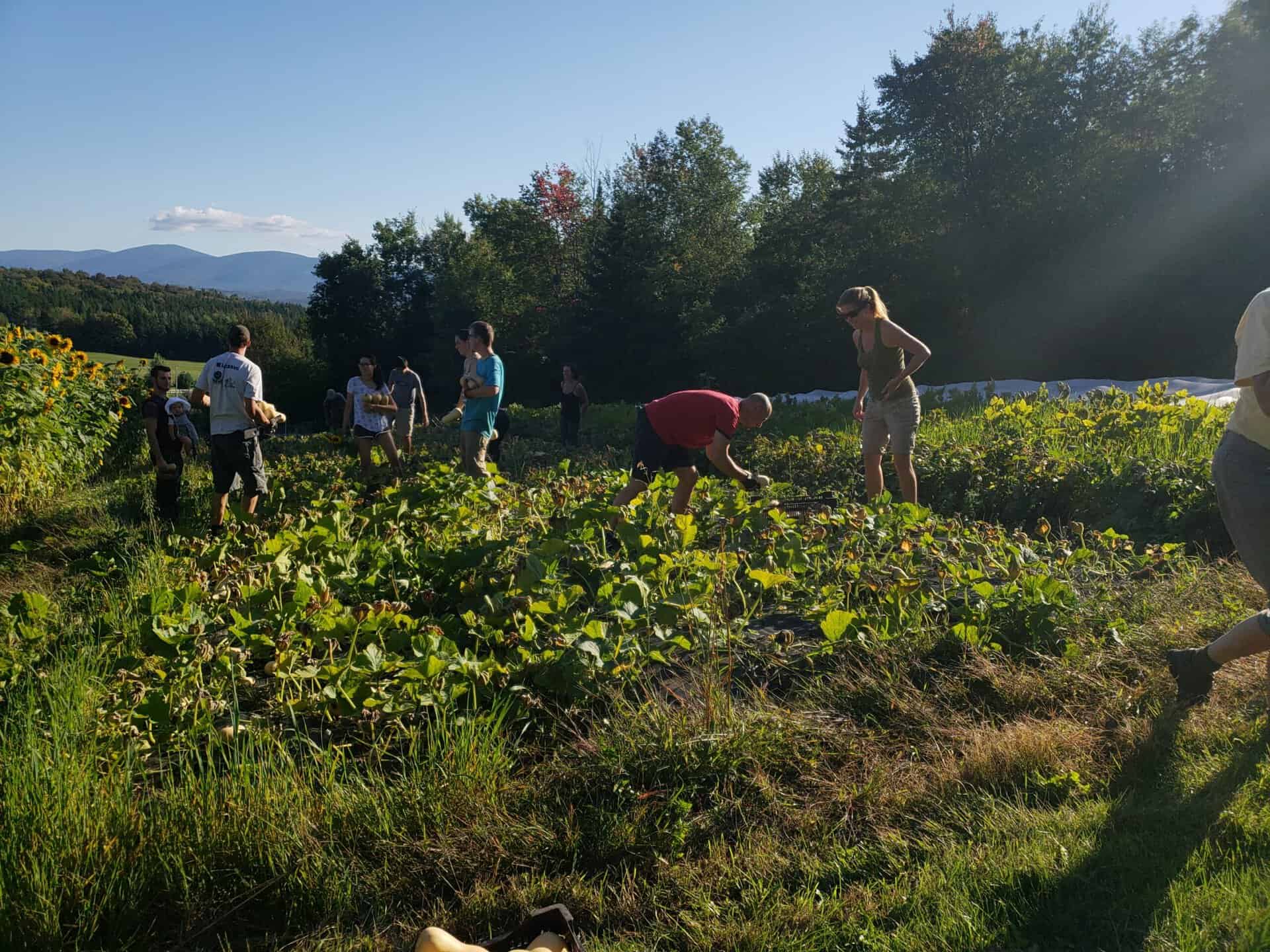 People working together in a community garden with mountains in the background.