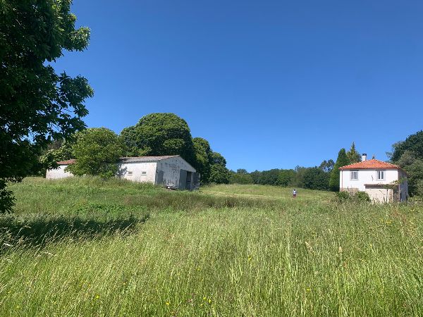Scenic view of a lush green field with white houses and trees under a clear blue sky.