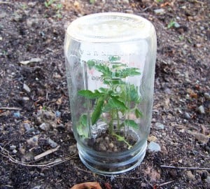 Young tomato plant growing inside a glass jar in soil.