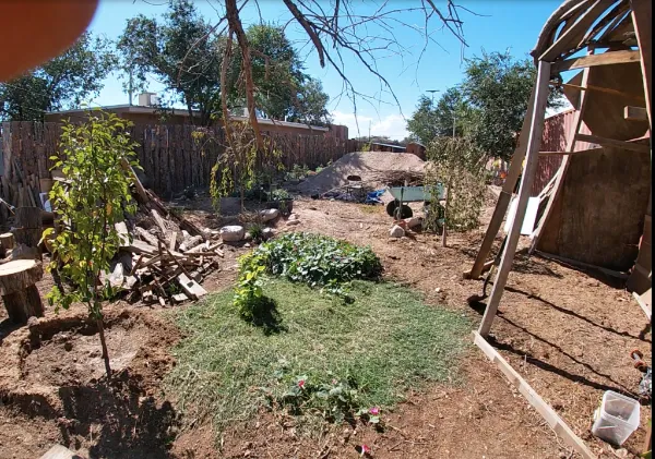 Backyard garden with trees, plants, and a wooden play structure under a clear blue sky.