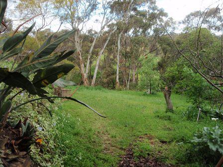 Lush green garden with trees and plants at Eden Sanctuary.