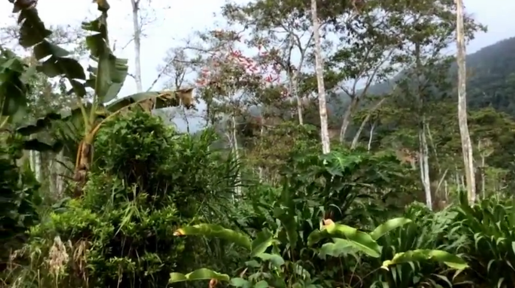Lush tropical forest with diverse plant life and tall trees.