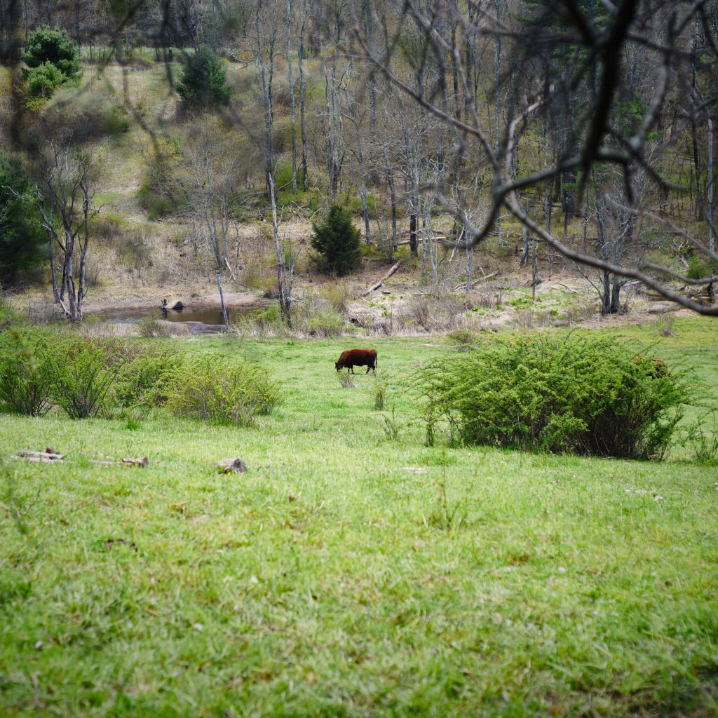 Pastoral landscape with grazing cow and lush greenery at Renaissance Farms.