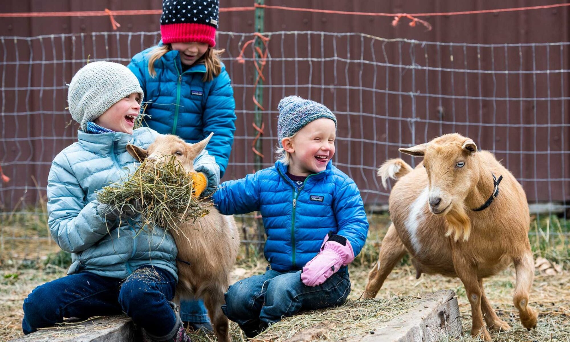 Children feeding goats at a community farm in Bozeman Cohousing.