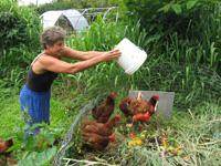 Child watering chickens in a lush green garden.