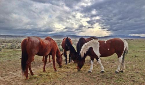 Group of horses grazing on open plains under cloudy sky.