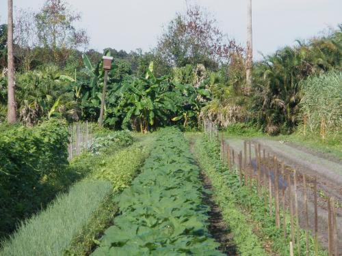 Organic vegetable garden at an intentional community farm.