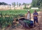 Community members working in a garden at East Lake Commons CoHousing.