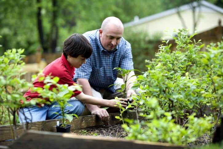 Adult and child gardening together in a community garden.