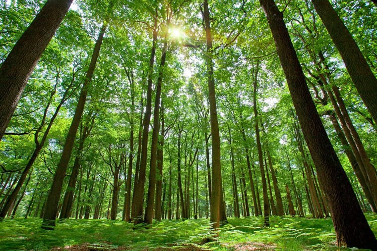 Lush green forest with sunlight filtering through tall trees.