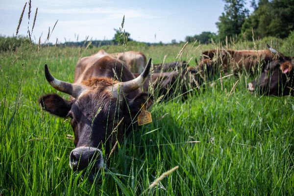 Cows grazing in a lush green field at Camphill Village Minnesota.
