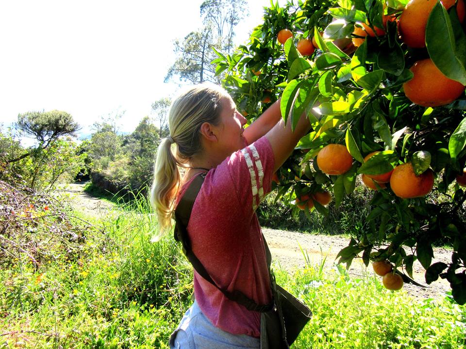 Woman picking oranges from an orange tree in a lush garden.