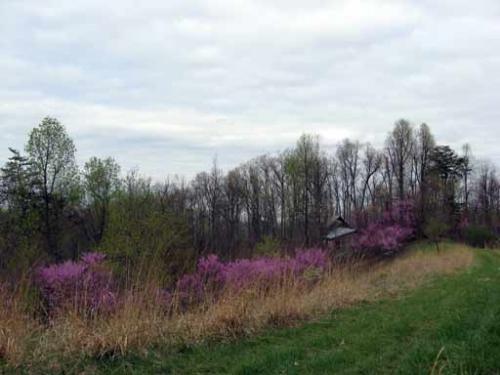 Spring landscape with blooming pink and purple trees and a small house in the distance.