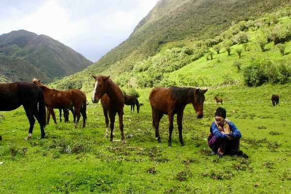 Horses grazing in a lush green valley with mountains in the background.