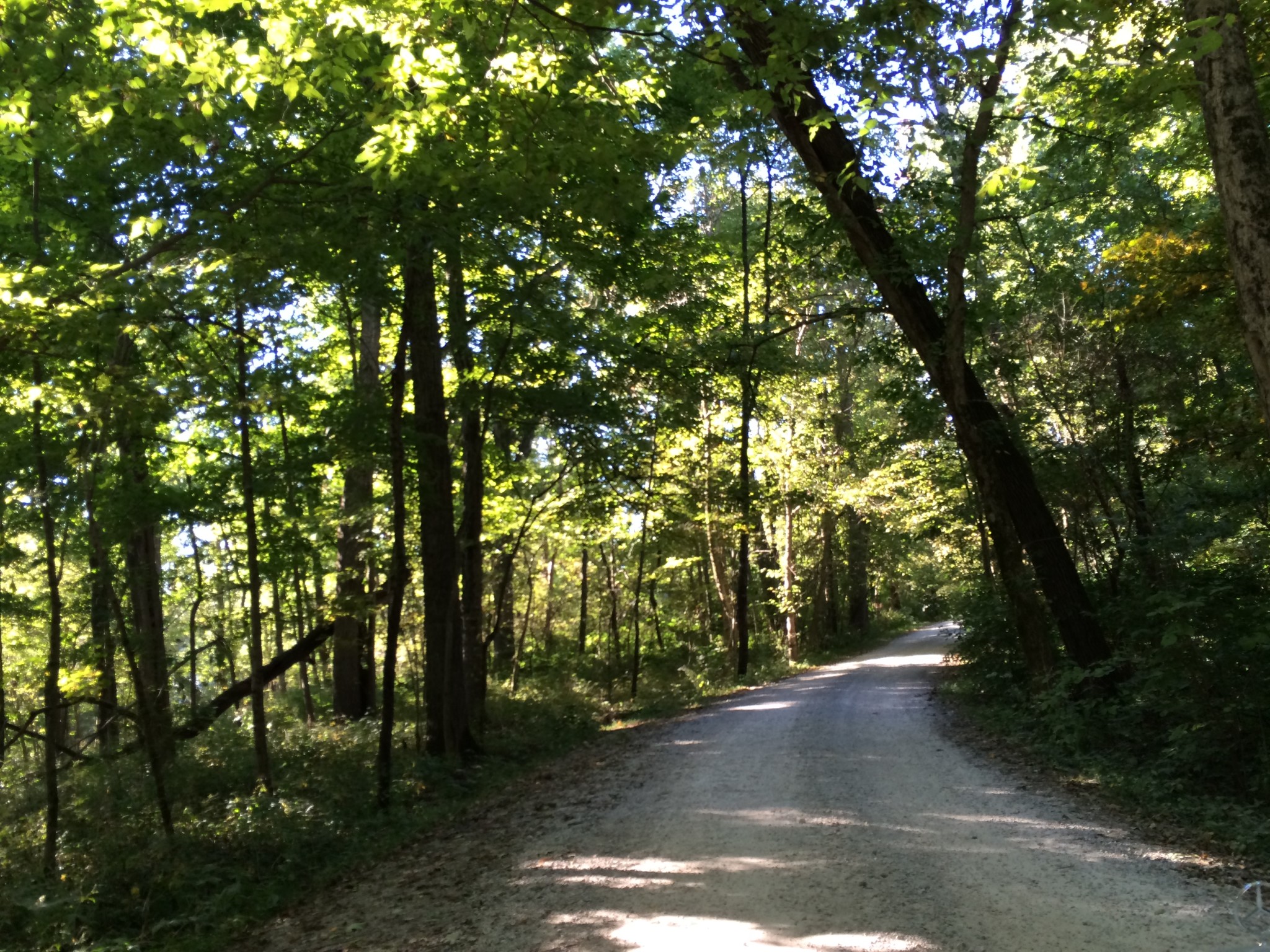 Serene forest trail with lush green trees and sunlight filtering through leaves.