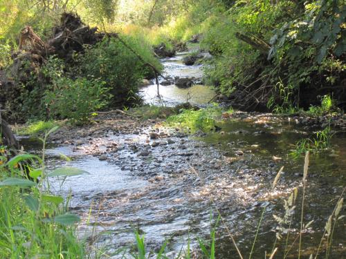 Scenic creek flowing through lush green forest near Clearwater Commons.