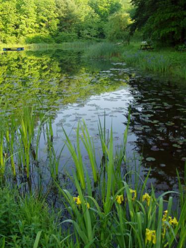 Serene pond surrounded by lush green trees and aquatic plants.