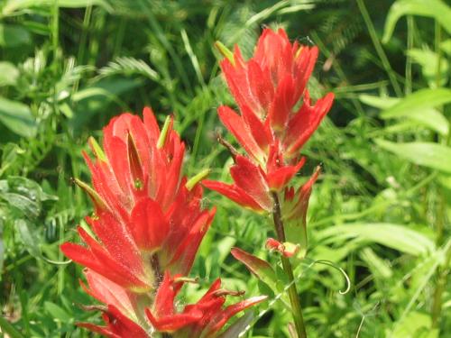 Red wildflowers blooming in lush green grass and foliage.