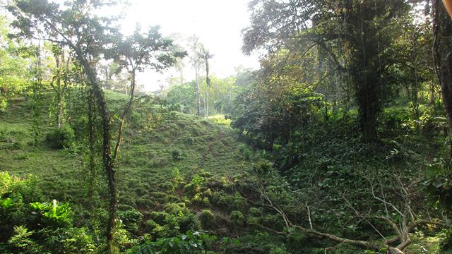 Lush green forest with terraced landscape and sunlight filtering through trees.