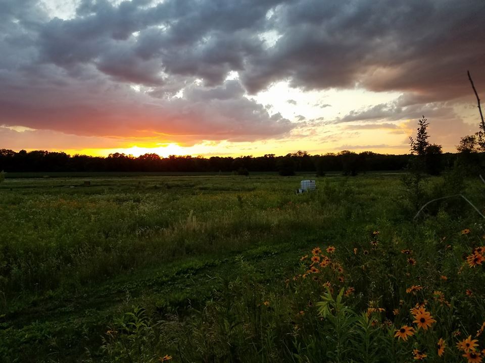 Sunset over a green field with dark clouds and orange flowers in the foreground.