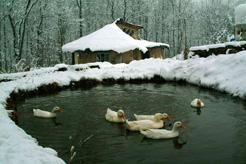 Snow-covered pond with floating ducks at a community farm.