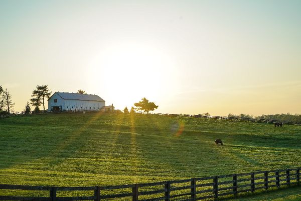 Scenic rural landscape with a white barn, green fields, and grazing animals at sunset.