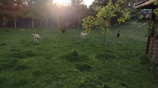 Dogs playing in a lush green yard at sunset with trees and a fence.