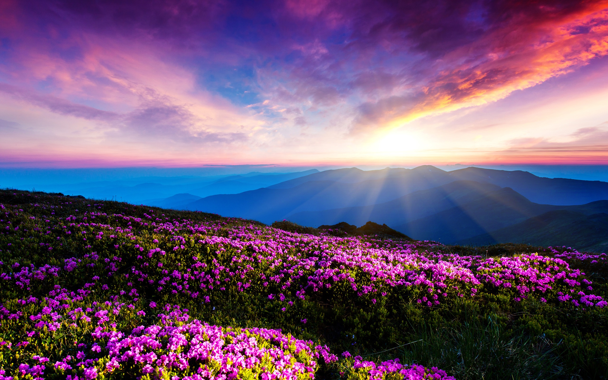 Vibrant mountain landscape with pink flowers at sunrise or sunset.