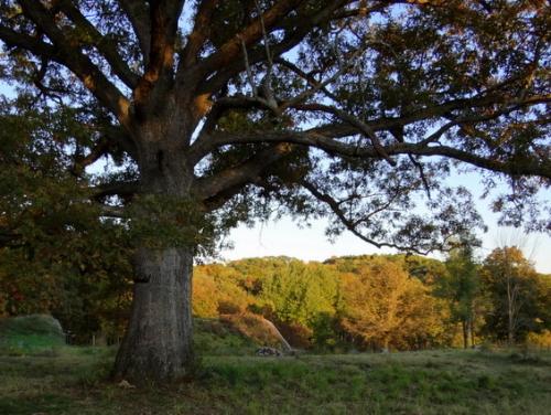 Large tree in a natural landscape with colorful autumn foliage.